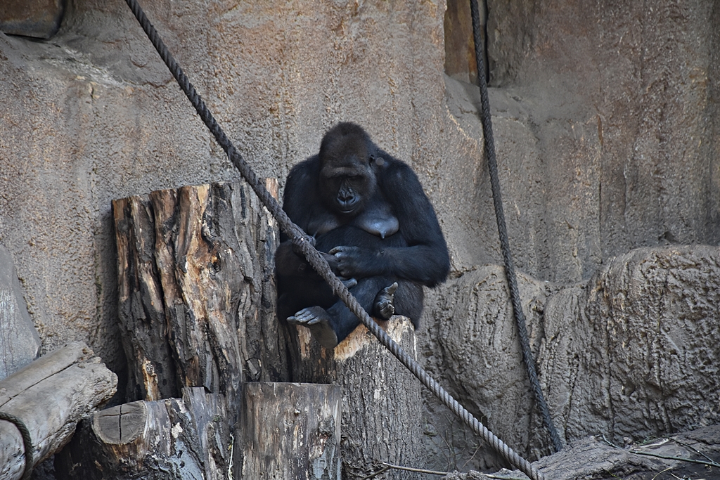 Western Lowland Gorilla