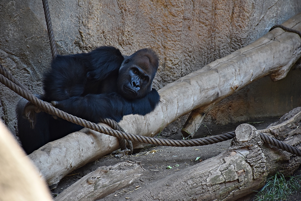 Western Lowland Gorilla