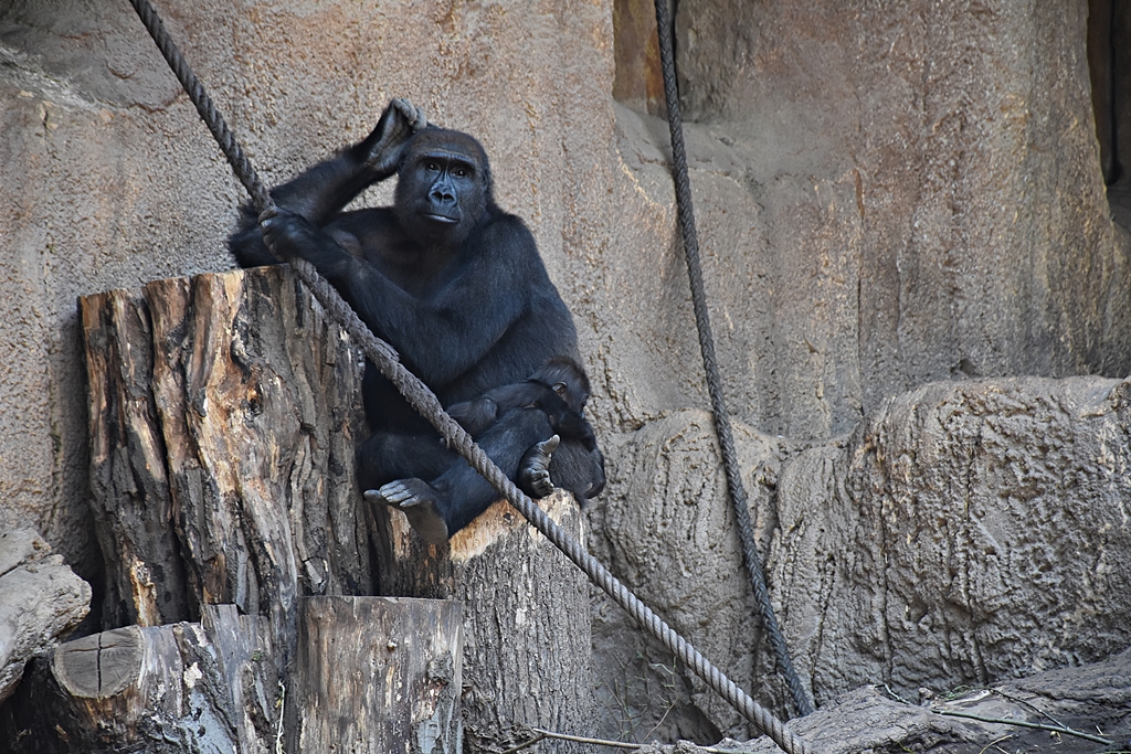 Western Lowland Gorilla