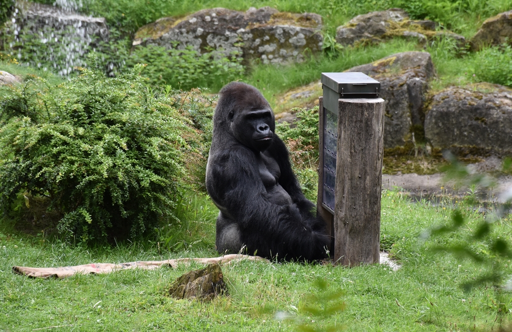 Western Lowland Gorilla