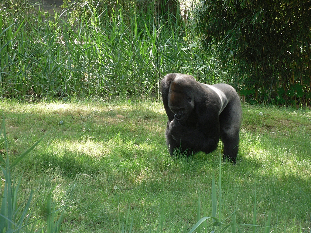 Western Lowland Gorilla