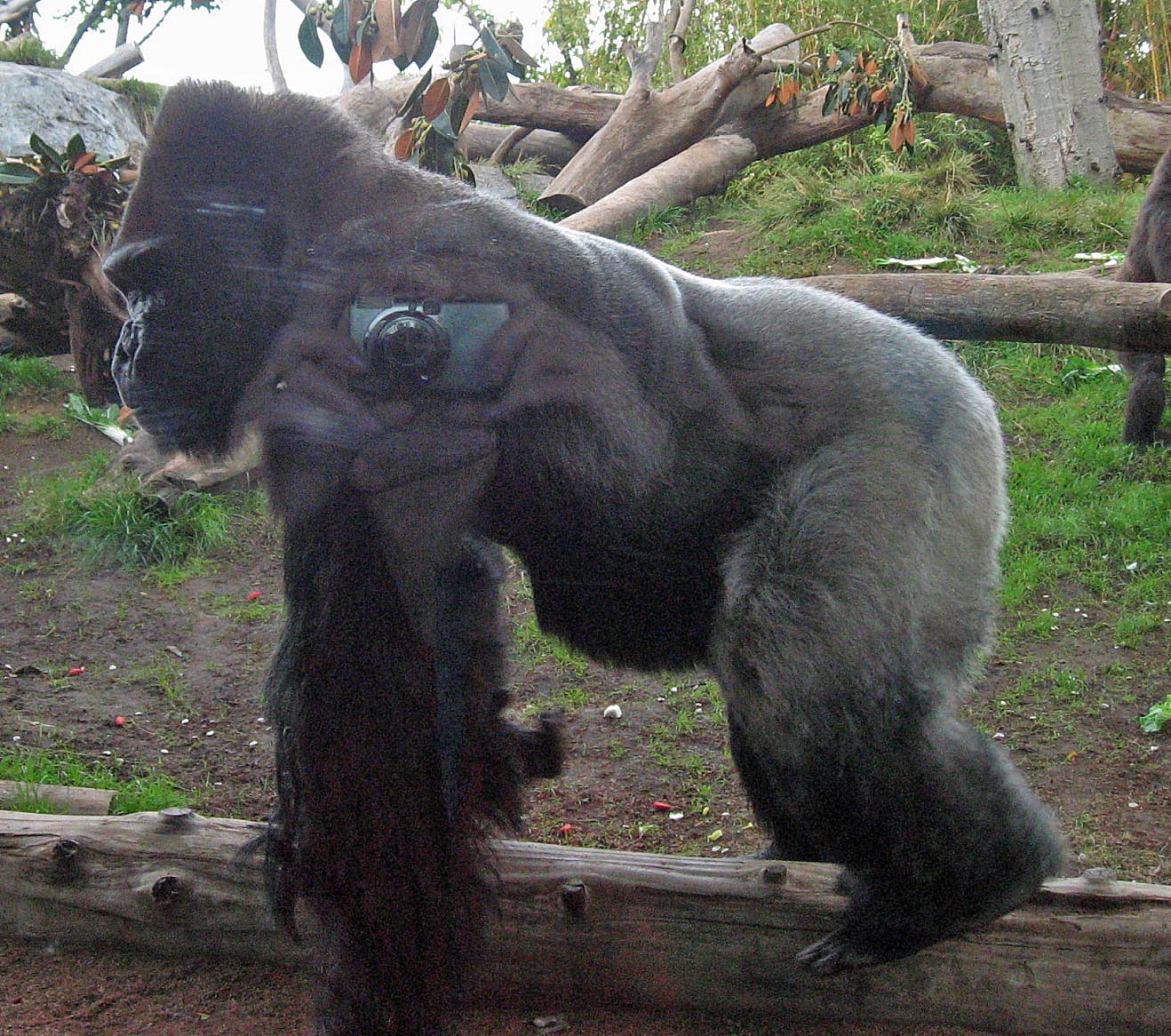 Western Lowland Gorilla