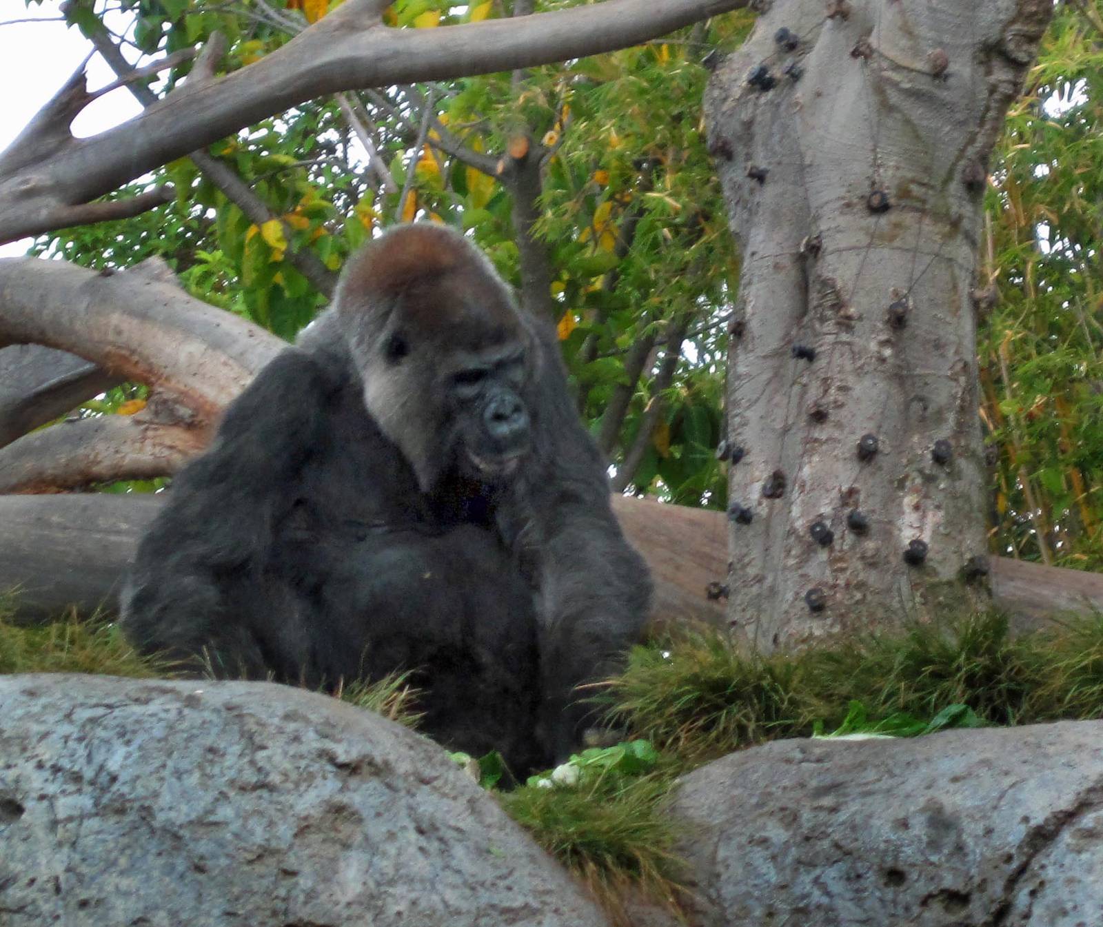 Western Lowland Gorilla