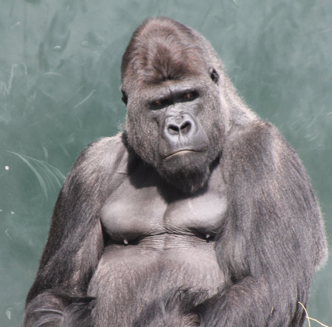 Western lowland gorilla