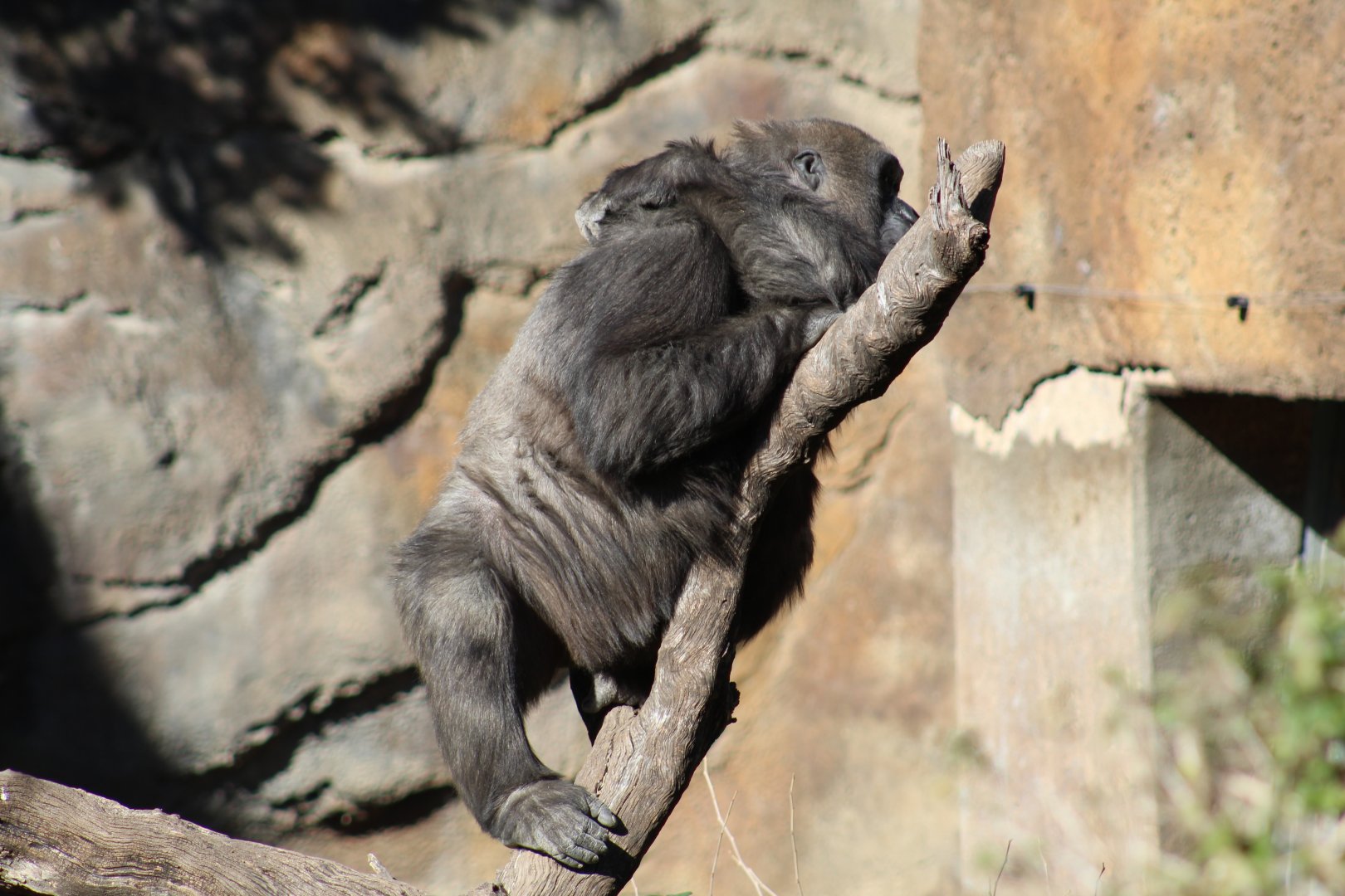 Western Lowland Gorilla