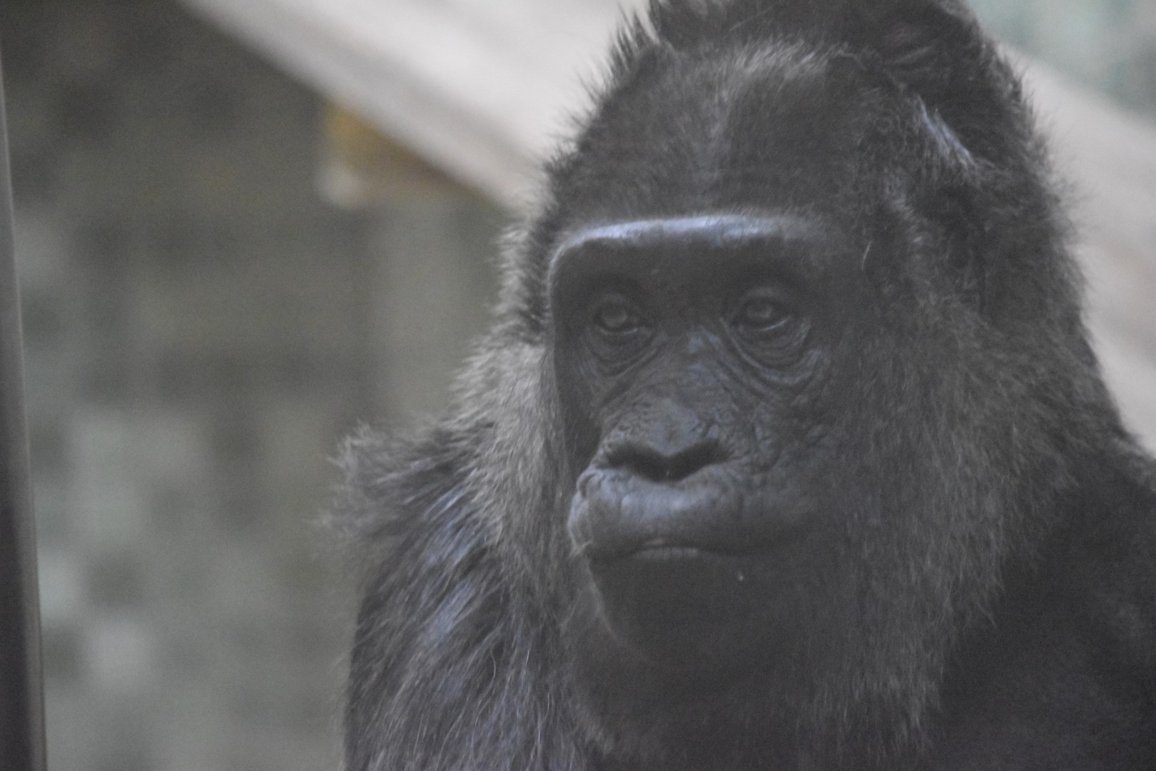 Western lowland gorilla