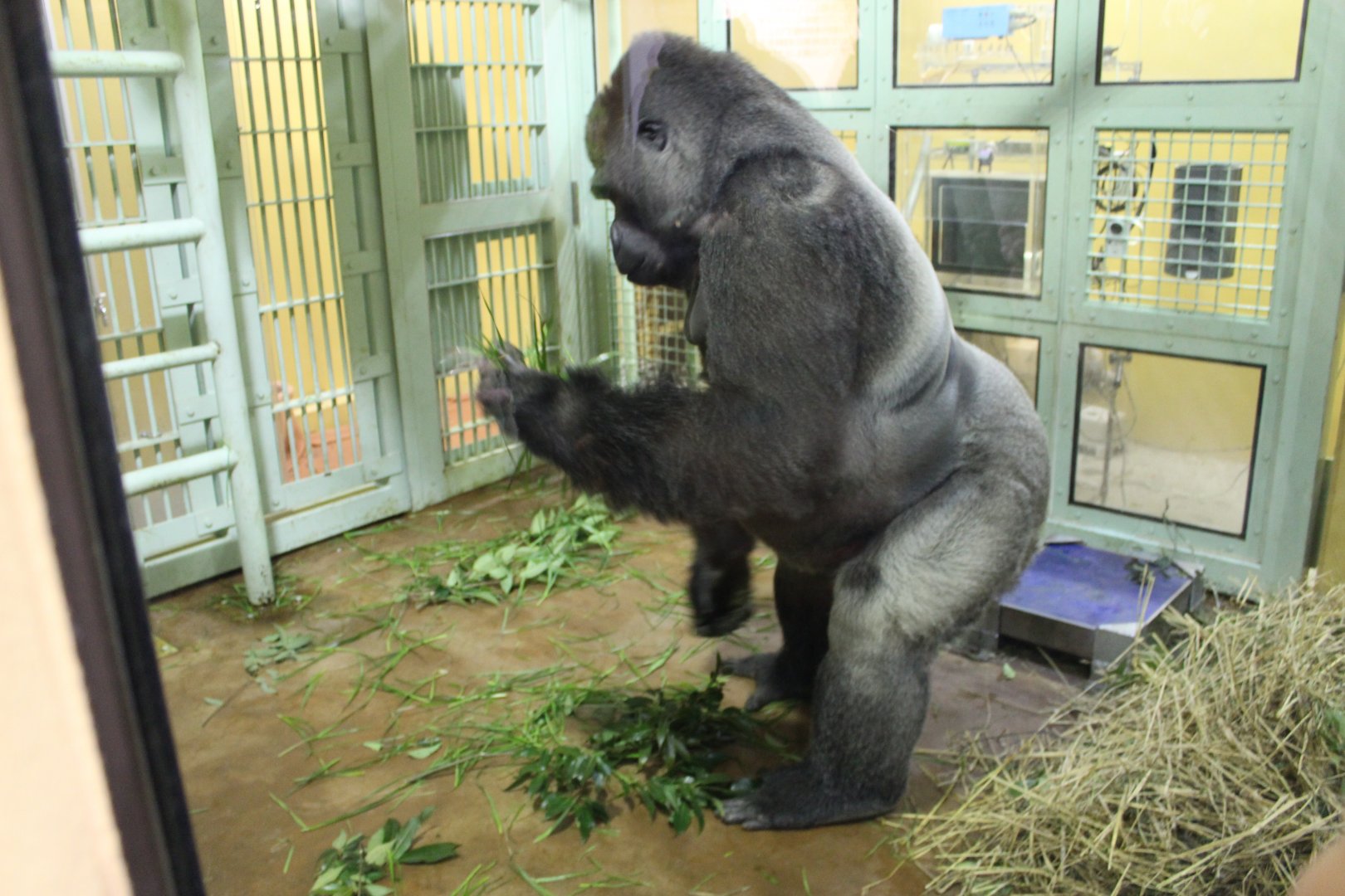 Western lowland gorilla