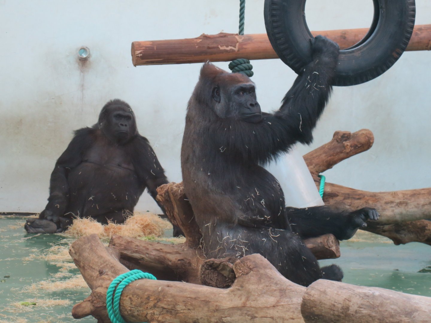 western lowland gorilla