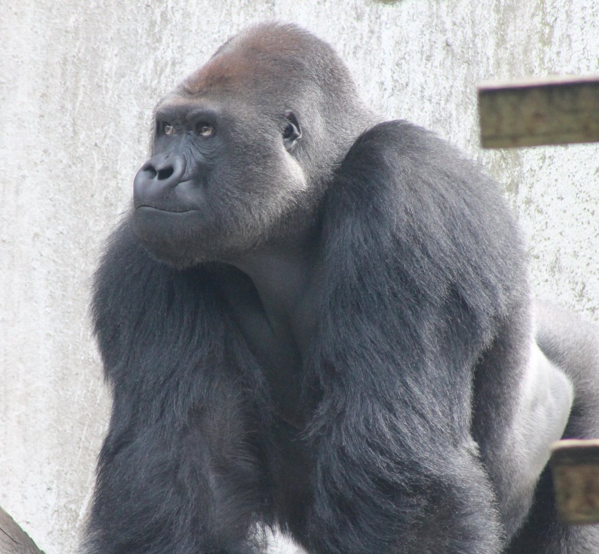 Western lowland gorilla