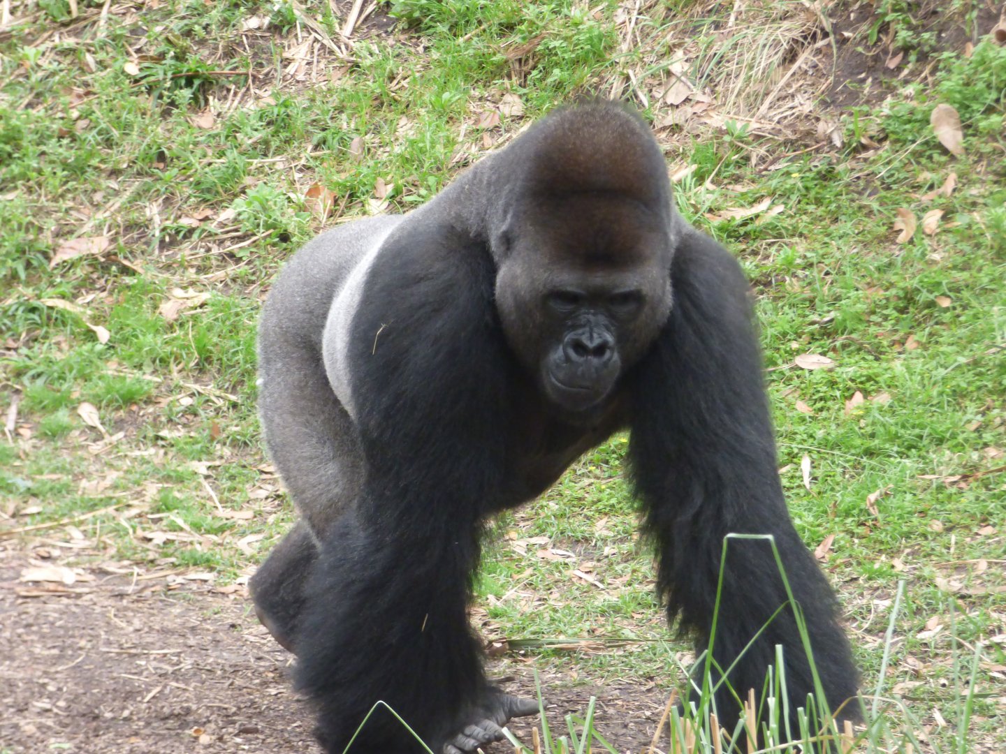 Western Lowland Gorilla