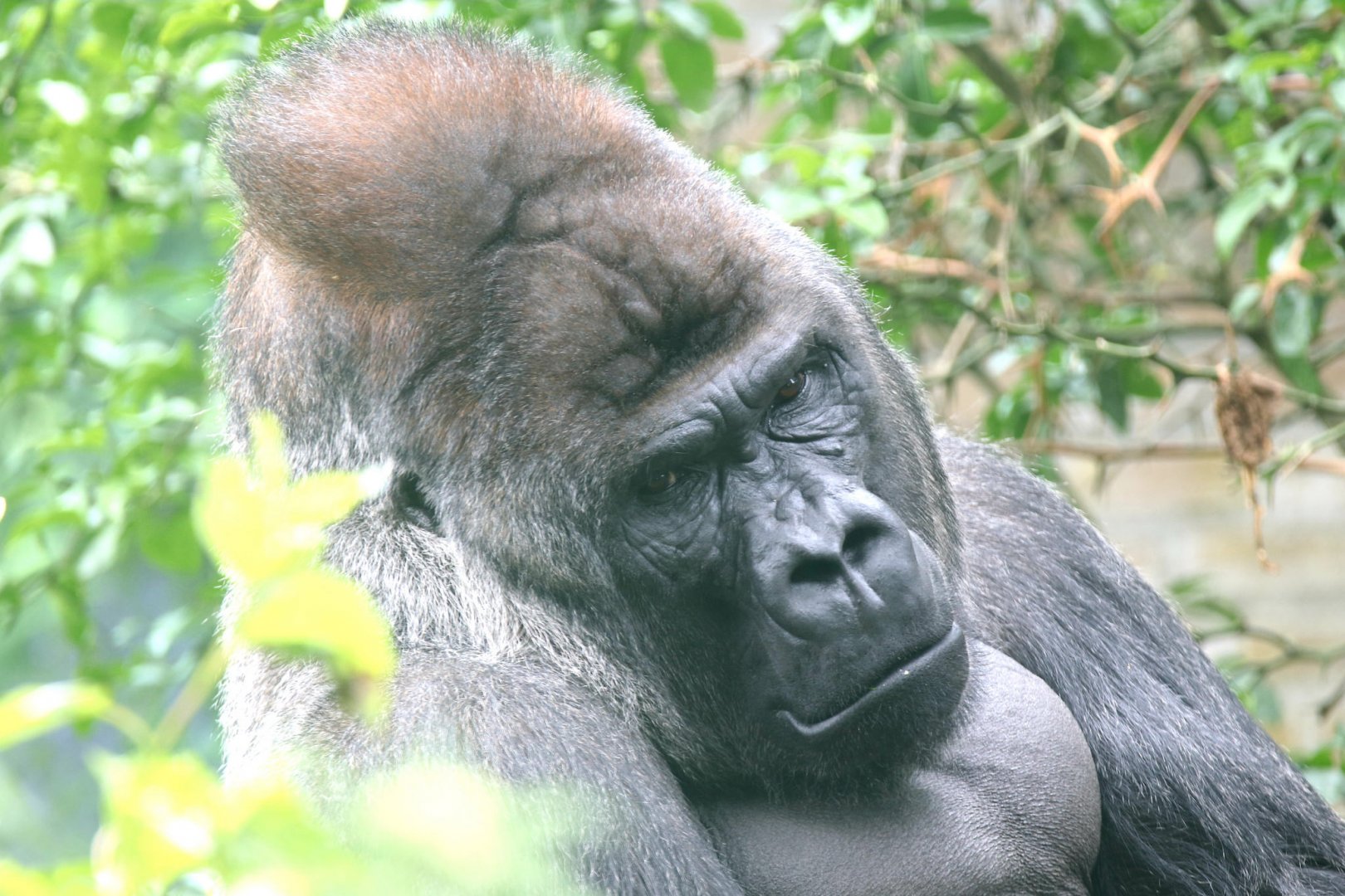 Western lowland gorilla