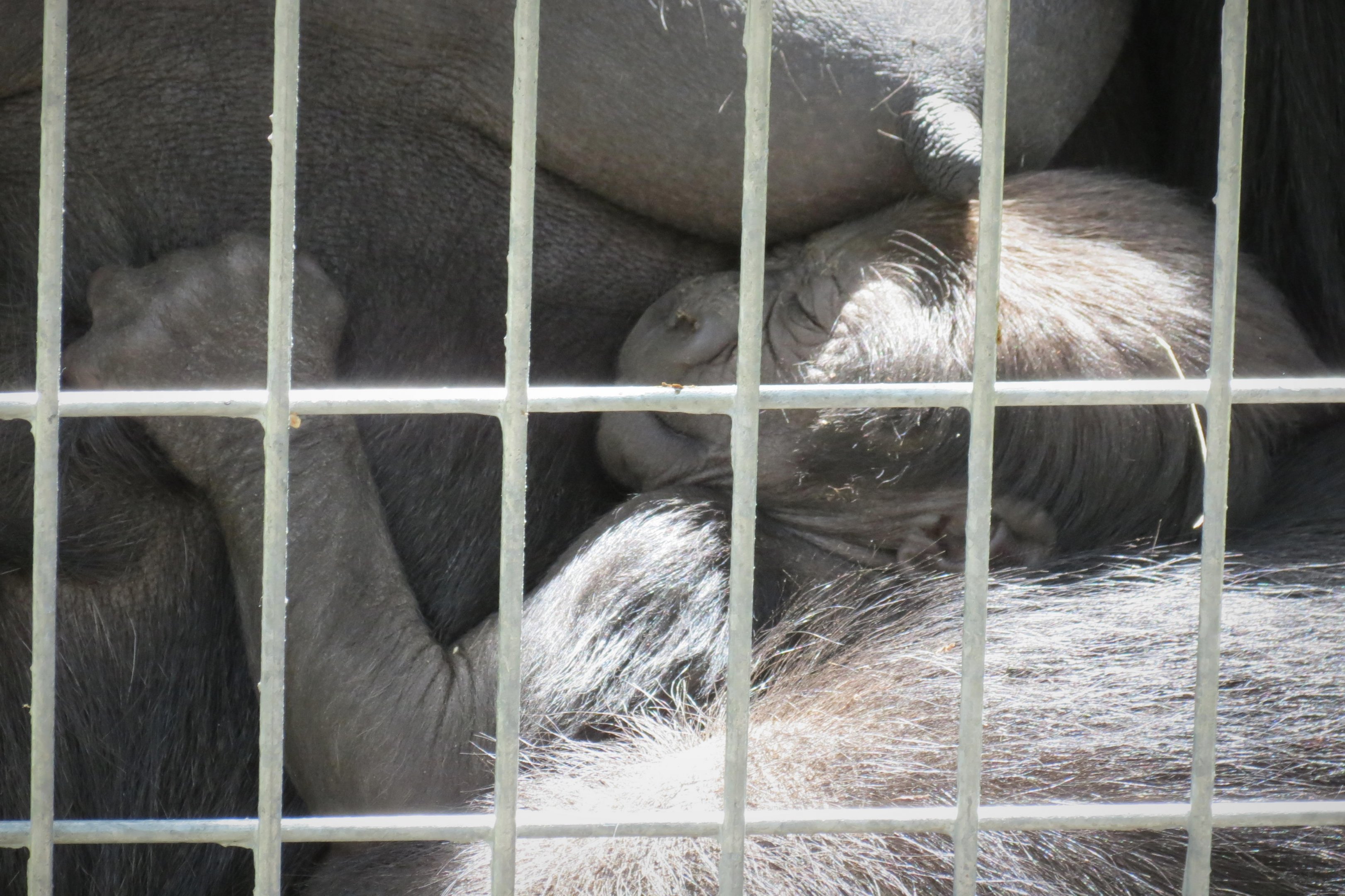 Western Lowland Gorilla