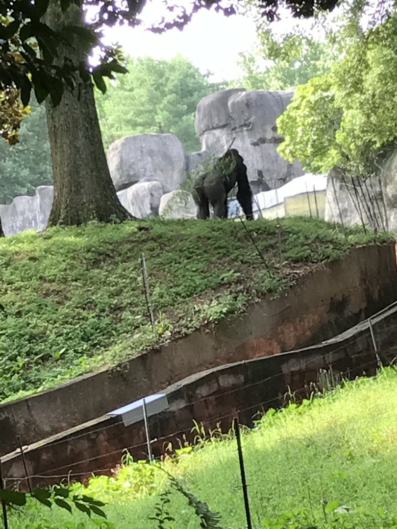 Western lowland gorilla