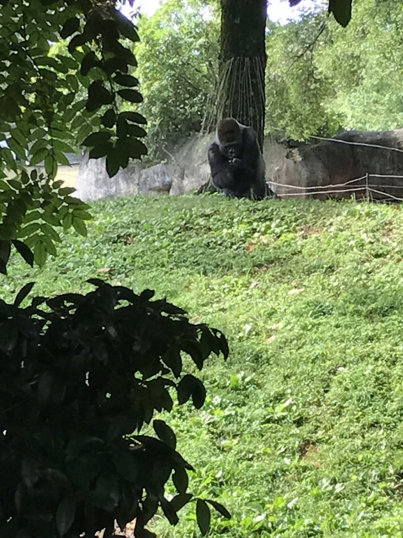 Western lowland gorilla