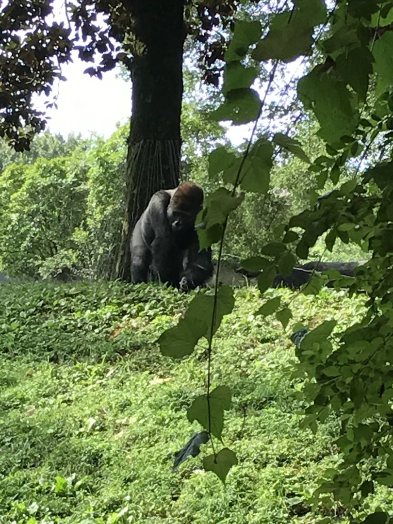 Western lowland gorilla
