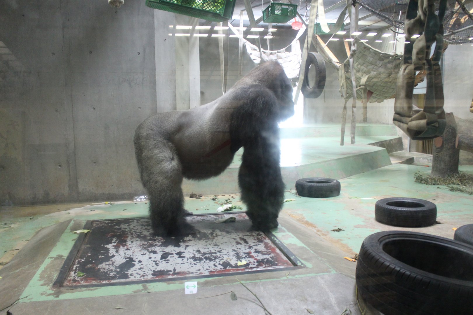 Western lowland gorilla