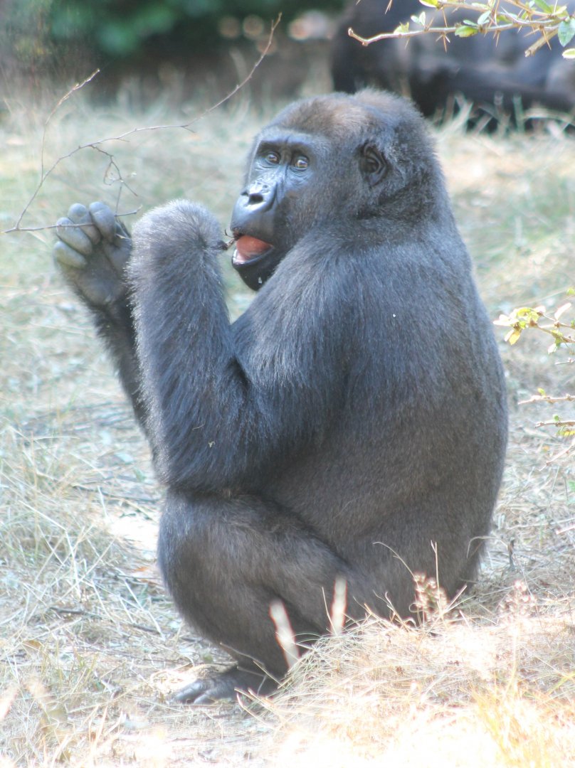 Western lowland gorilla