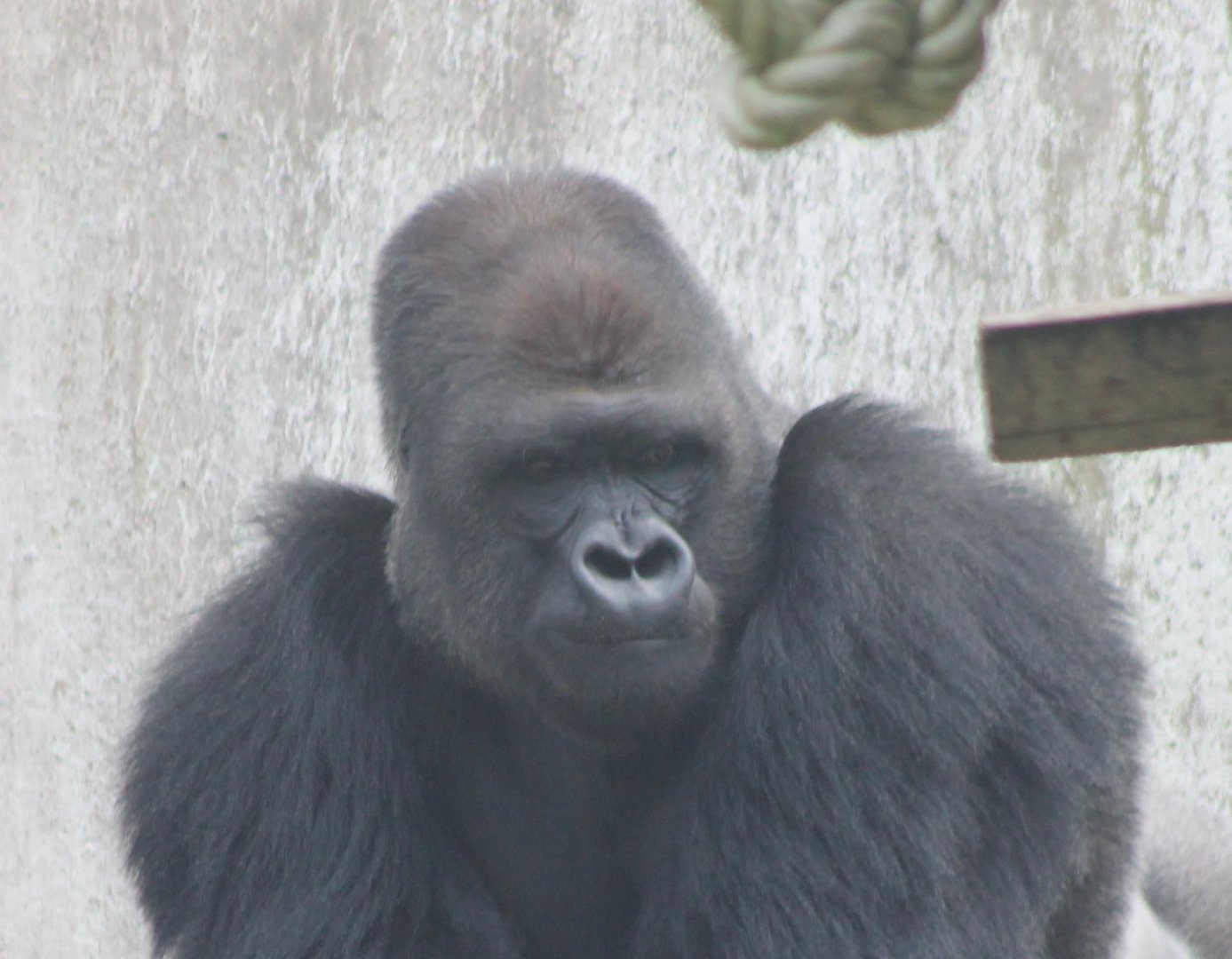Western lowland gorilla