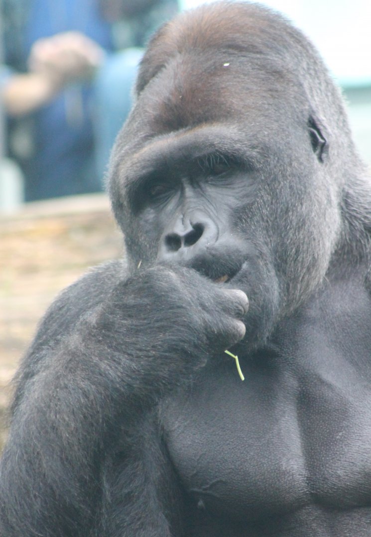 Western lowland gorilla