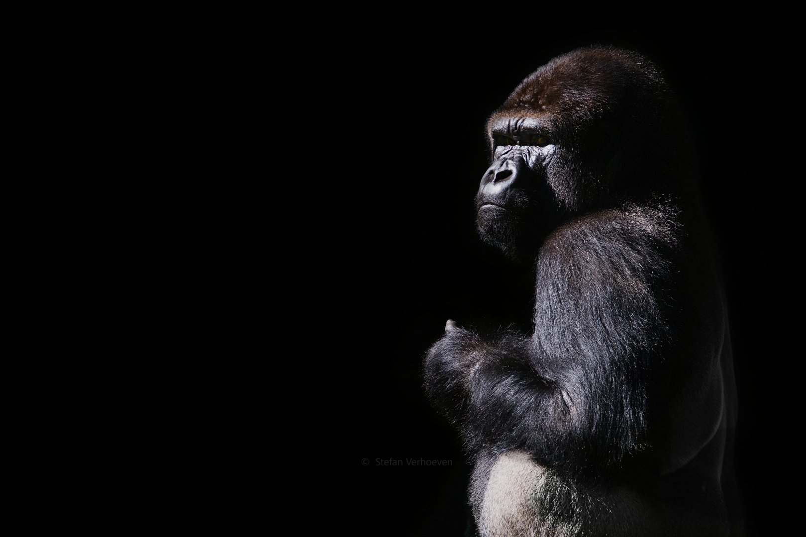 Western lowland gorilla
