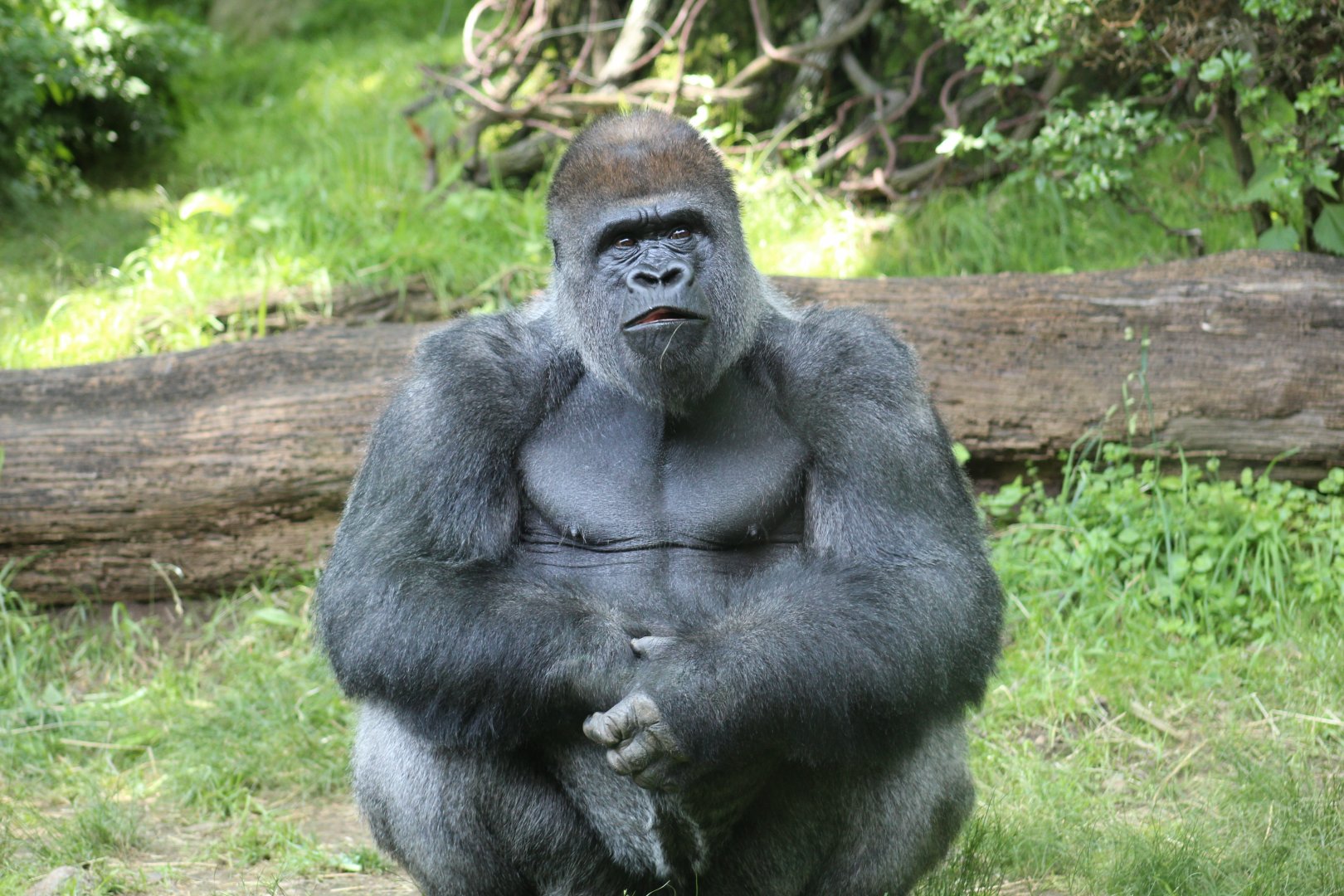 Western Lowland Gorilla