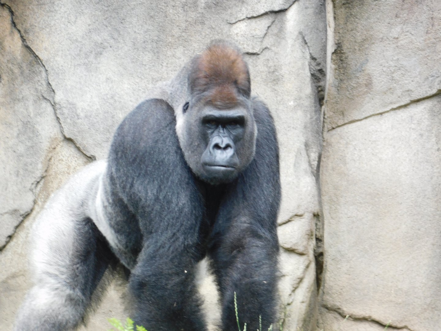 Western Lowland Gorilla