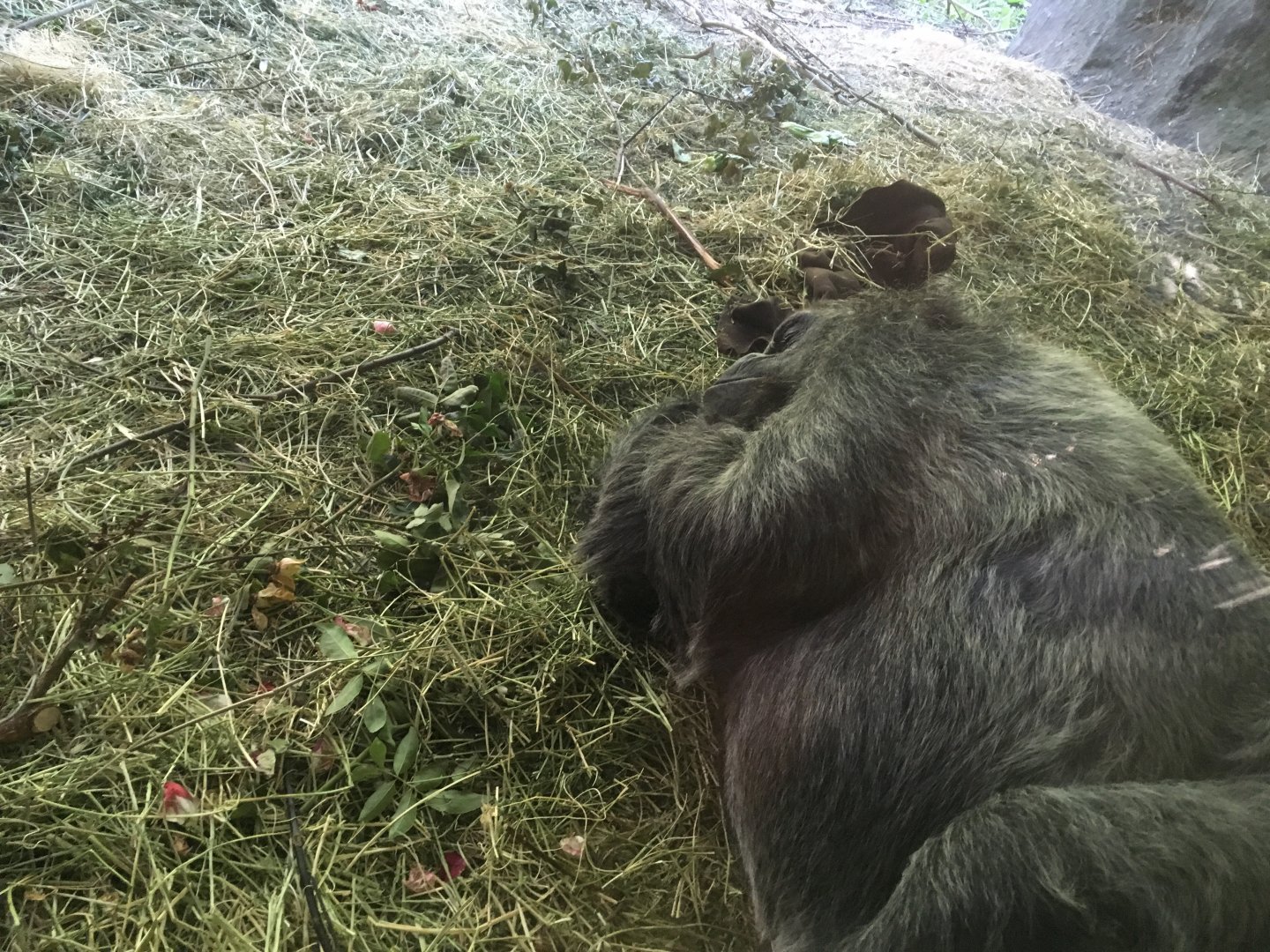 Western lowland gorilla