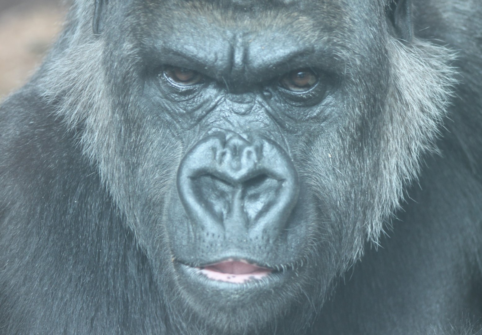 Western lowland gorilla