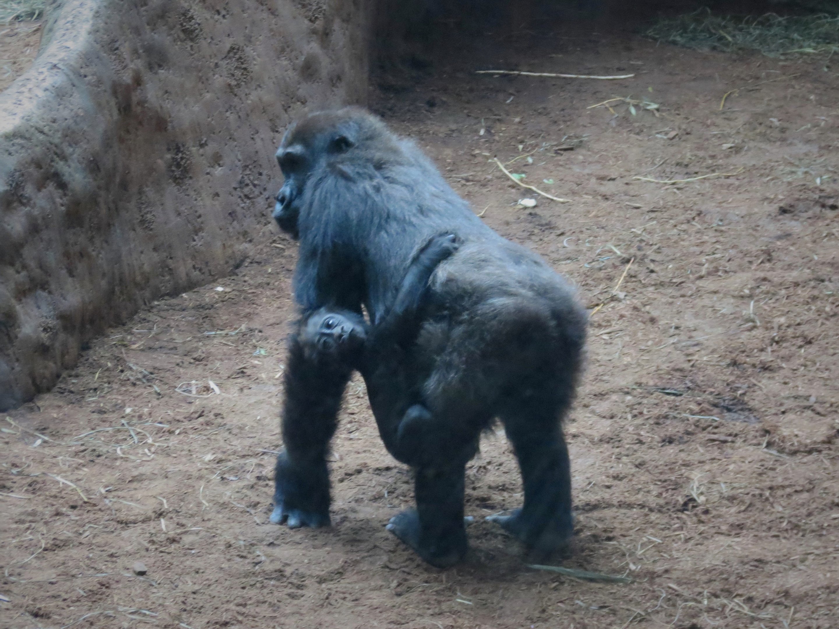 Western Lowland Gorilla