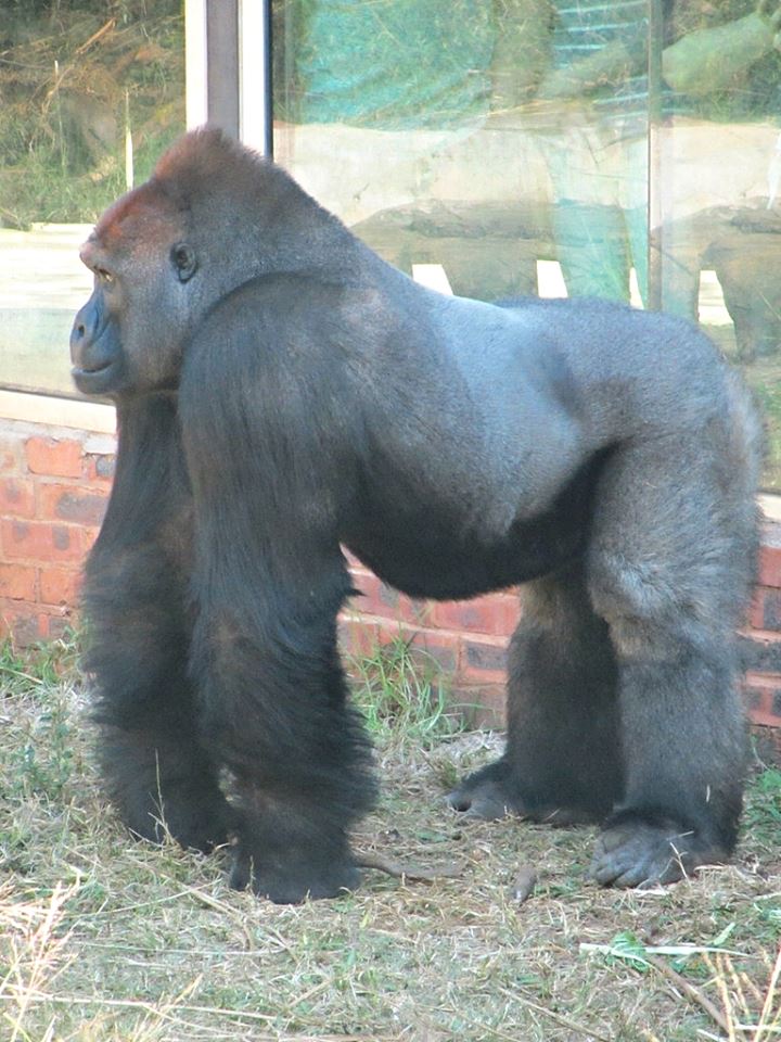 Western Lowland Gorilla
