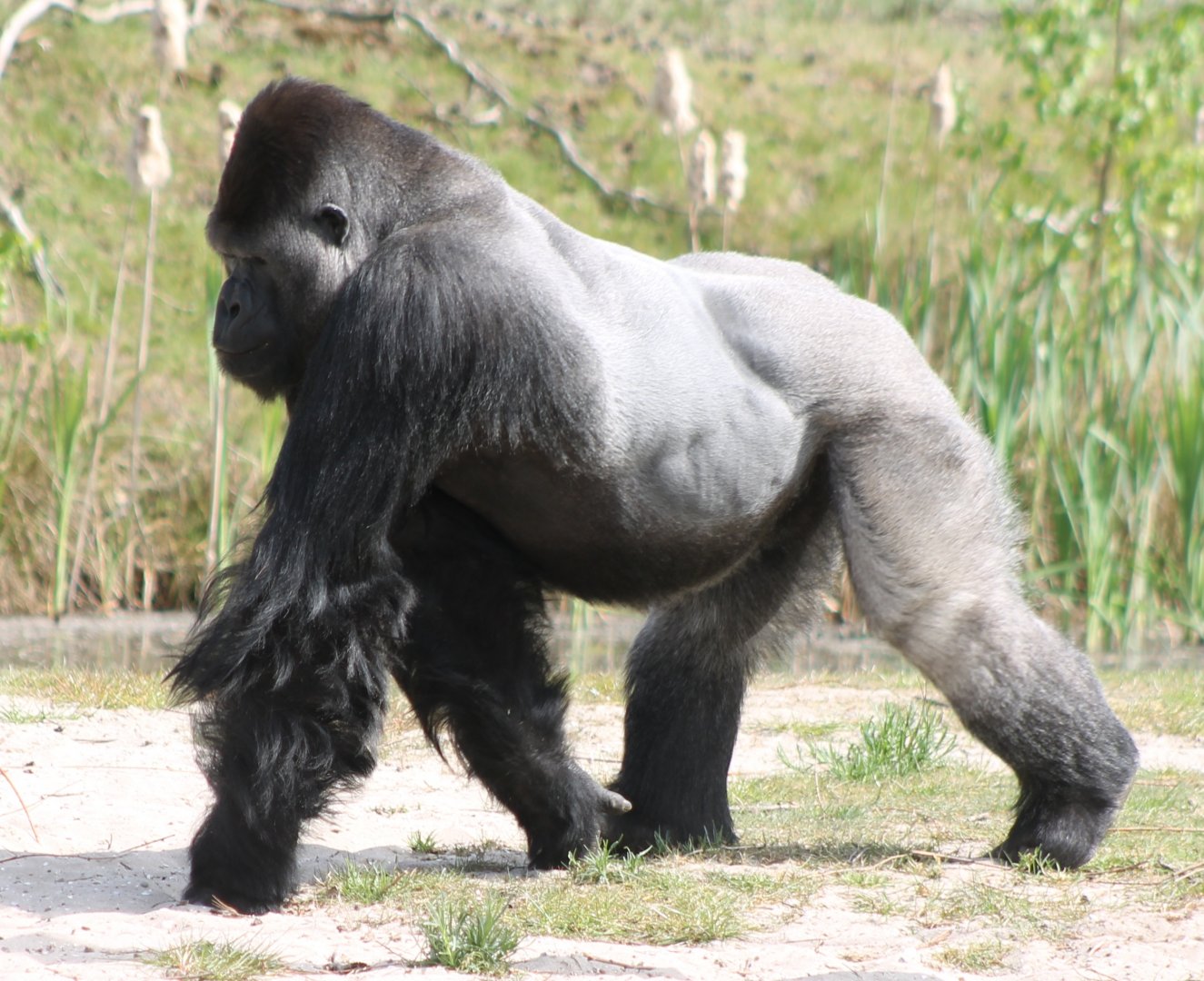 Western lowland gorilla