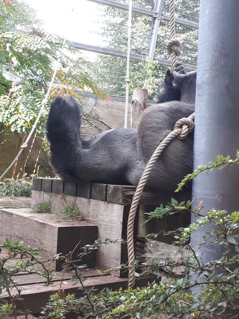 Western lowland gorilla