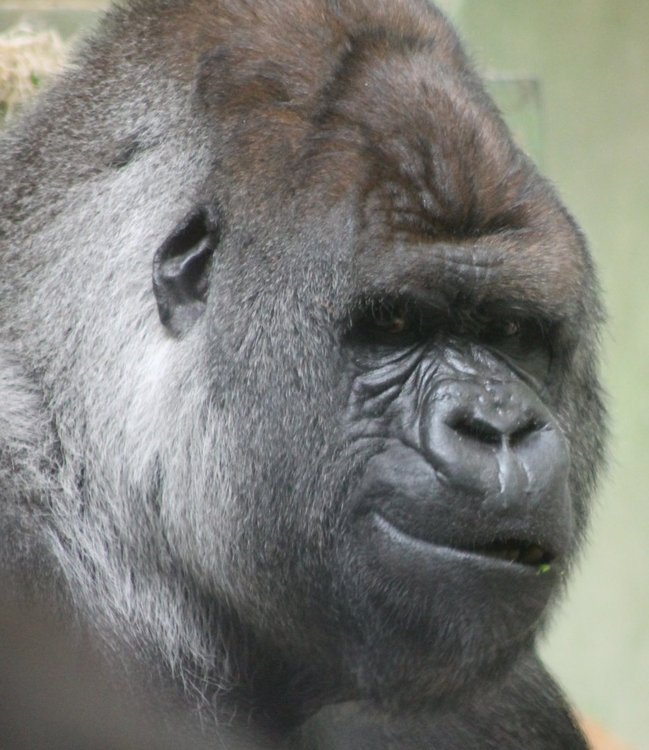 Western lowland gorilla