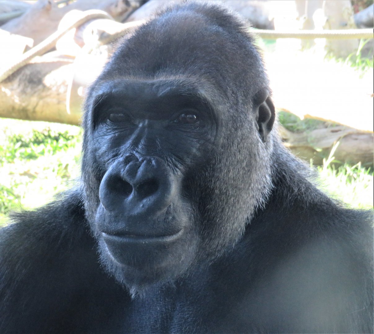 Western lowland gorilla