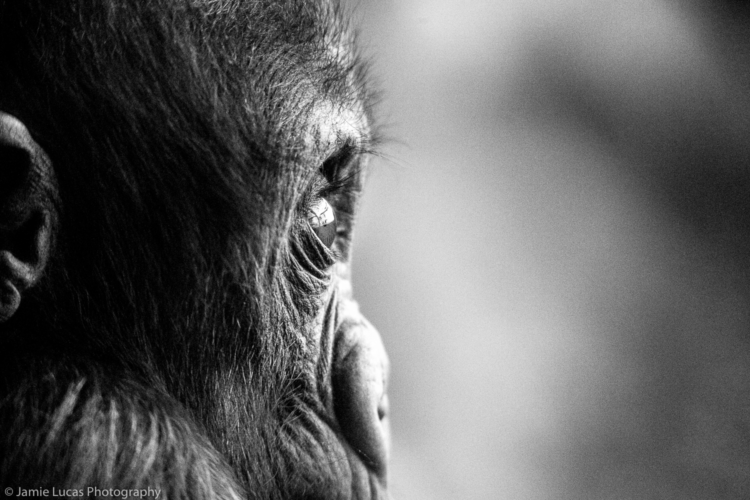 Western Lowland Gorilla