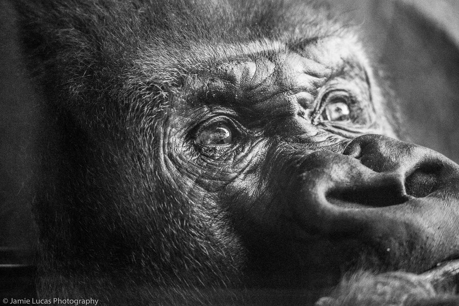 Western Lowland Gorilla