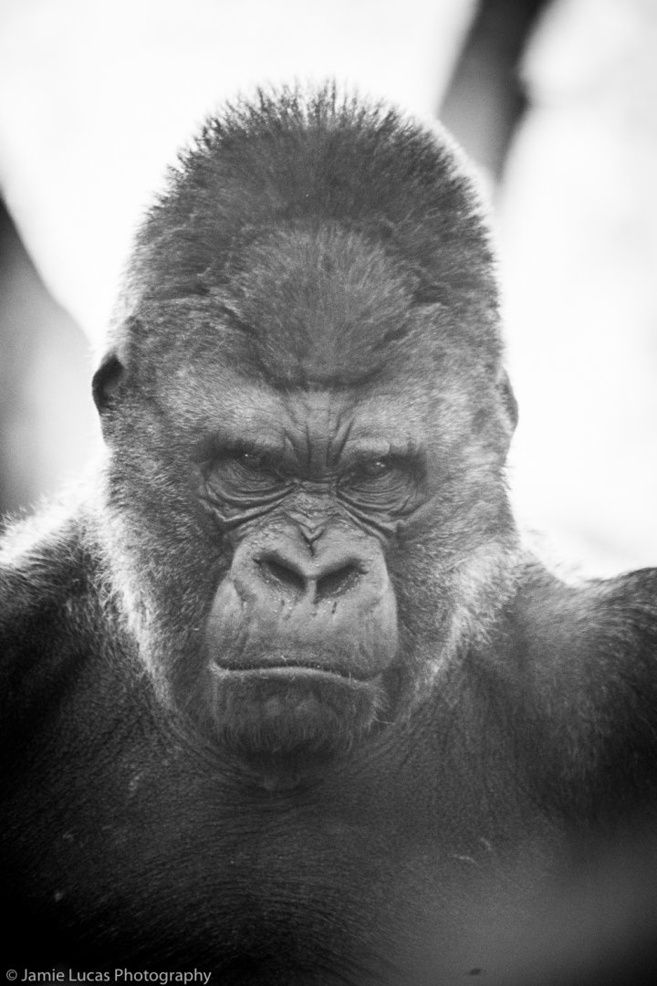 Western Lowland Gorilla