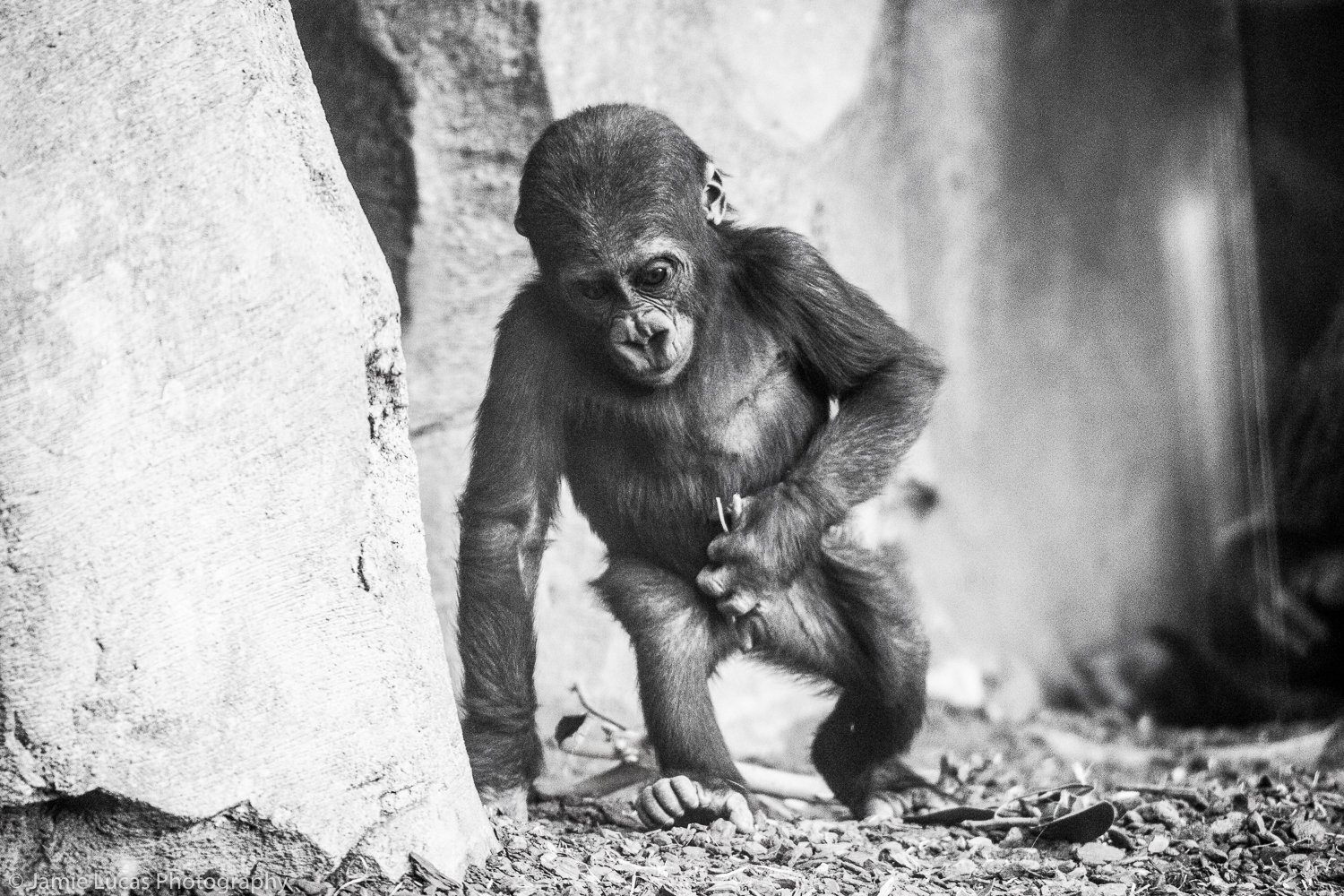 Western Lowland Gorilla