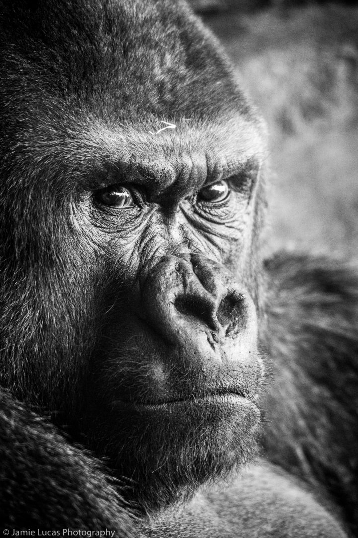 Western Lowland Gorilla