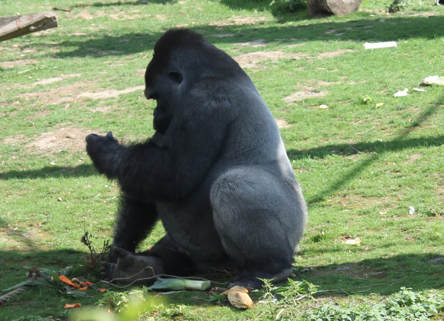 Western lowland gorilla