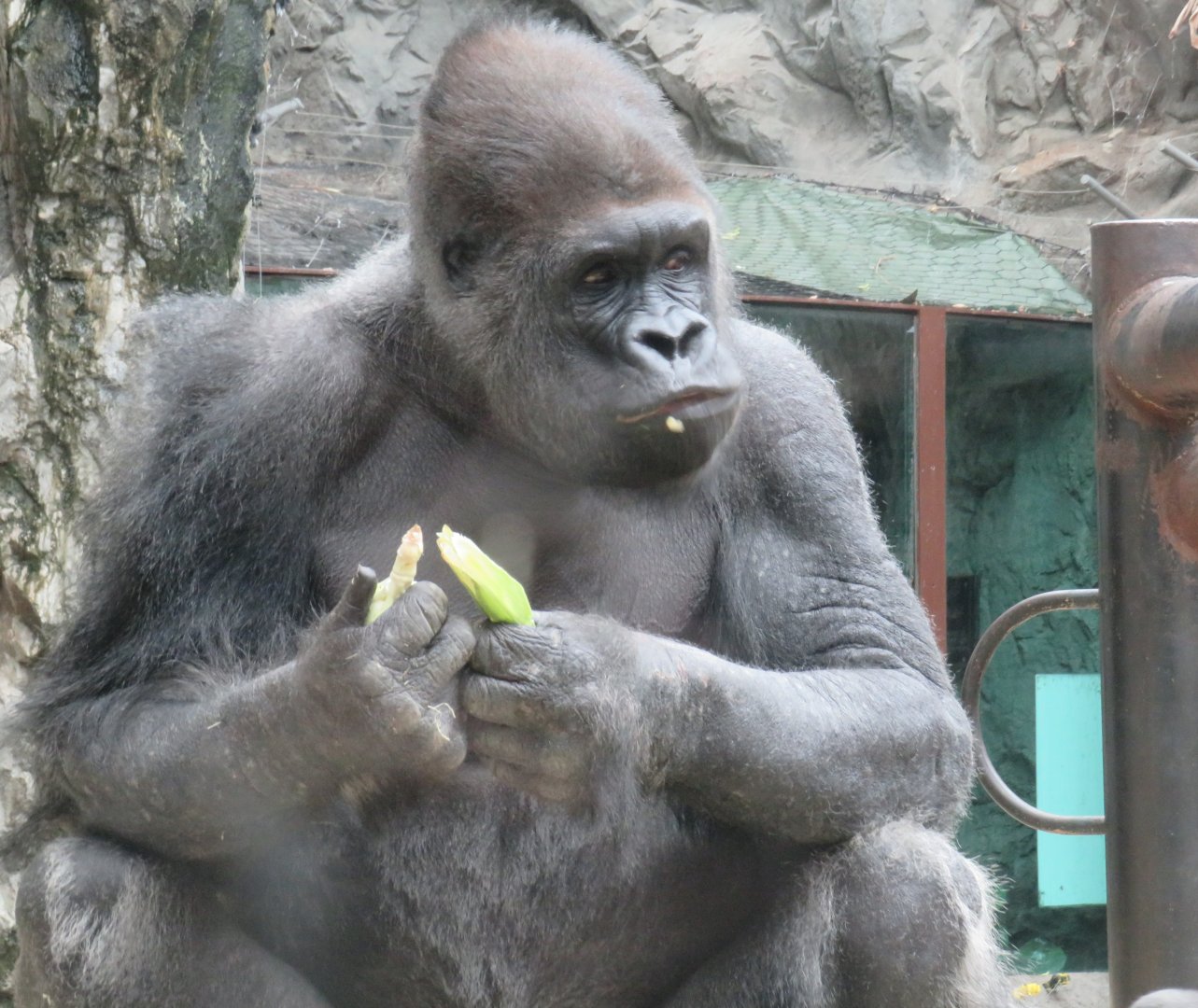 Western lowland gorilla