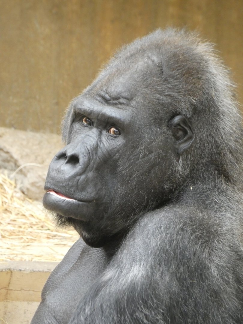 Western Lowland Gorilla