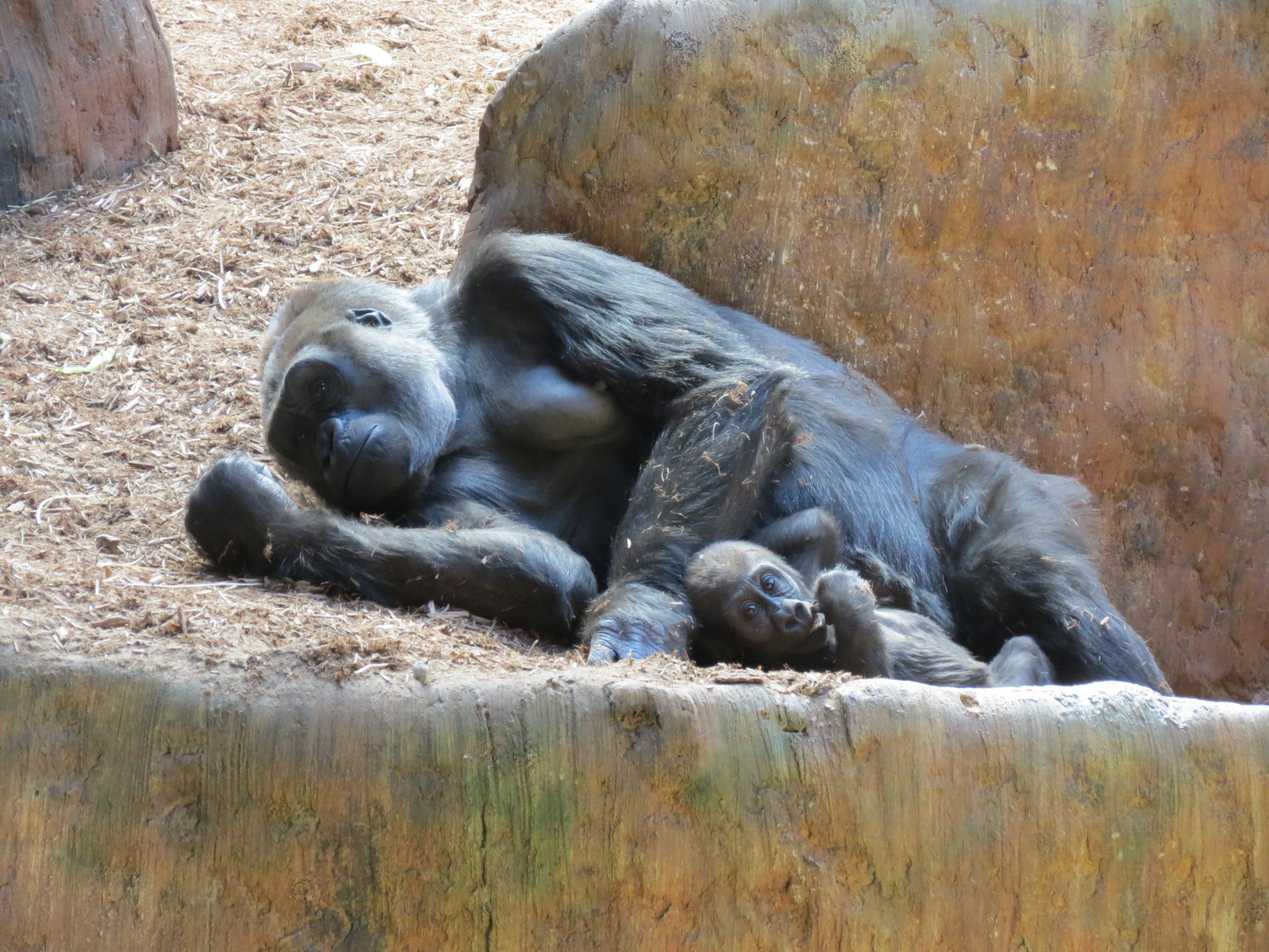 Western Lowland Gorilla