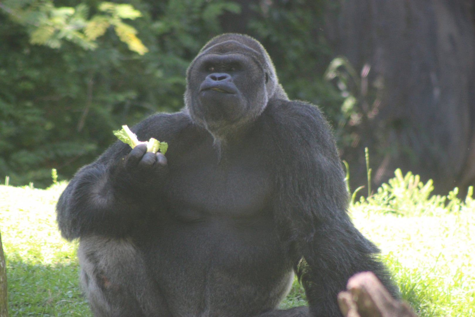 Western Lowland Gorilla