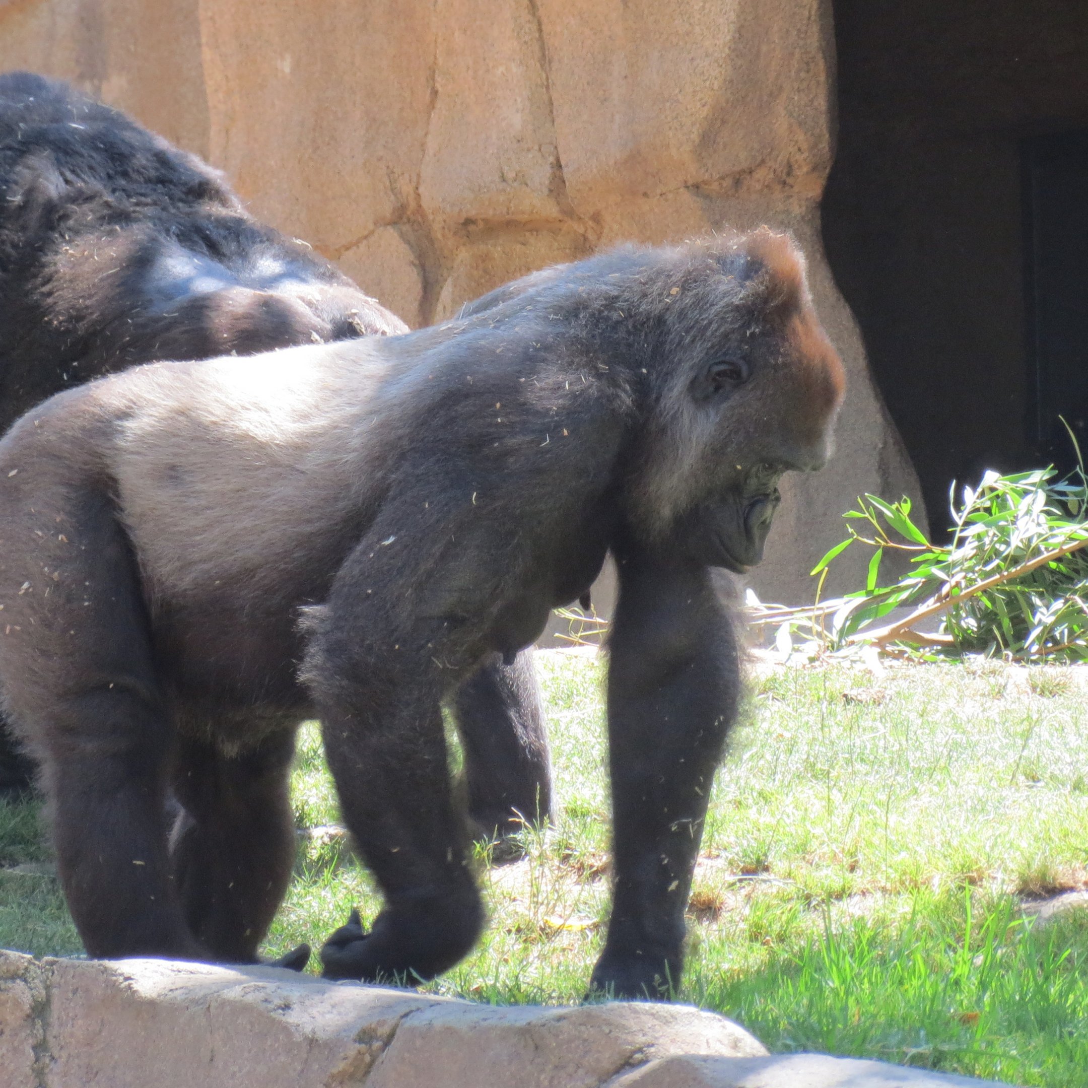 Western Lowland Gorilla
