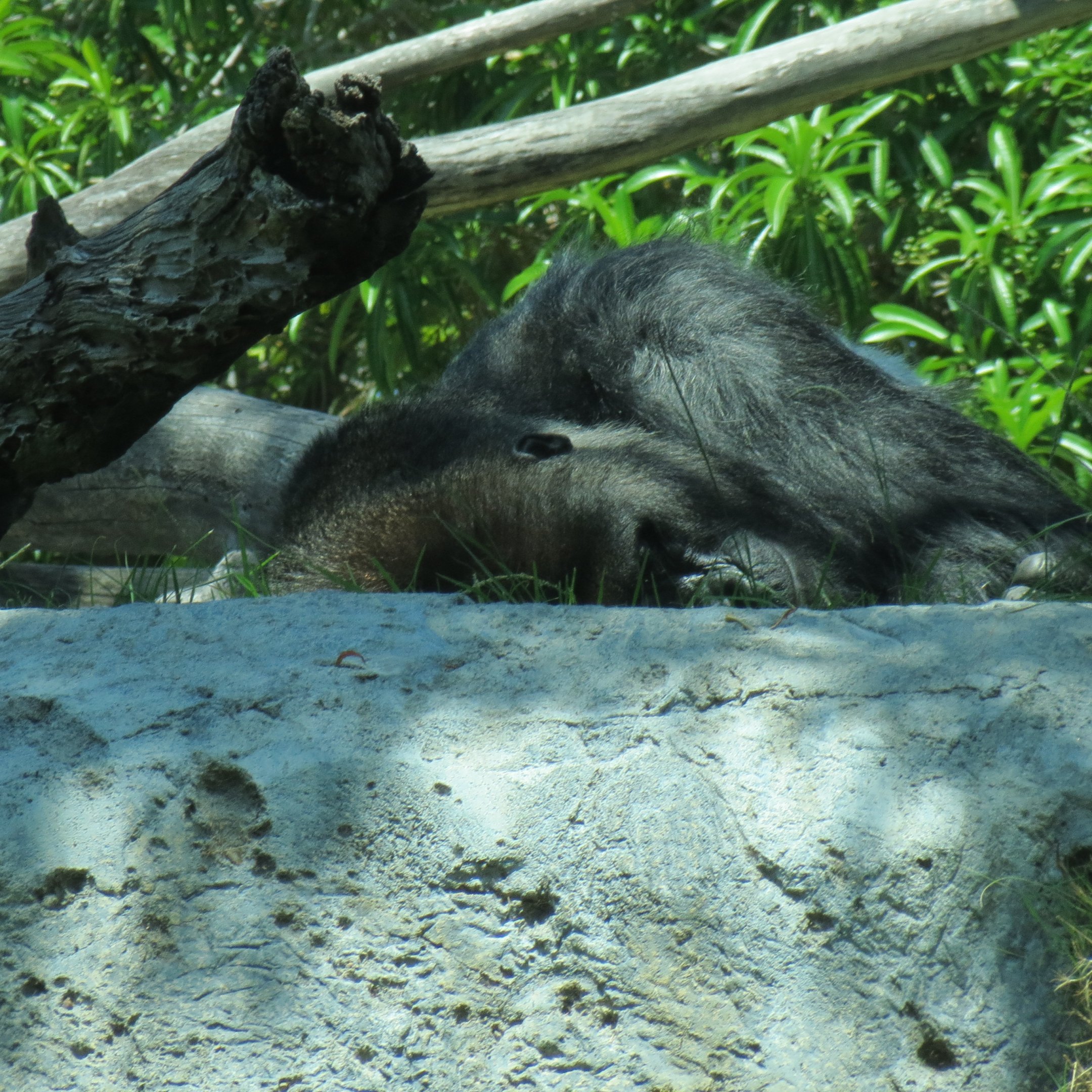 Western Lowland Gorilla
