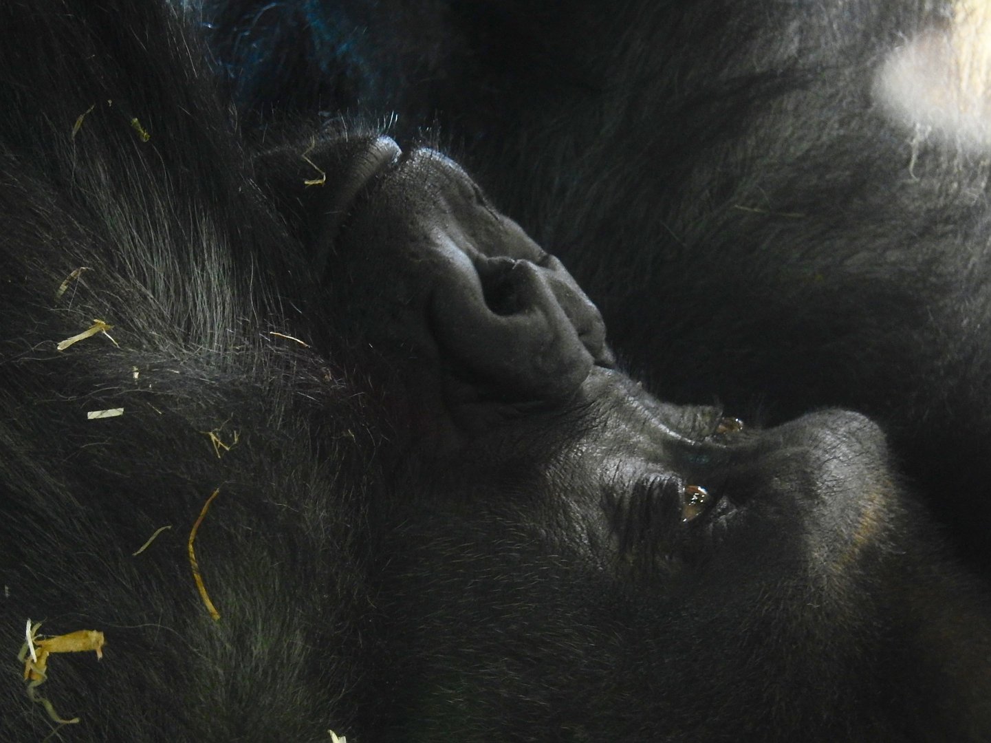 Western Lowland Gorilla