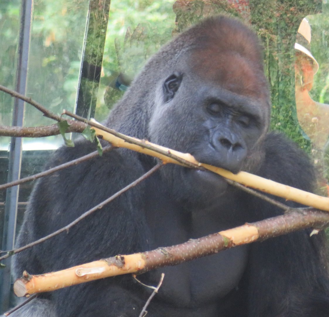 Western lowland gorilla