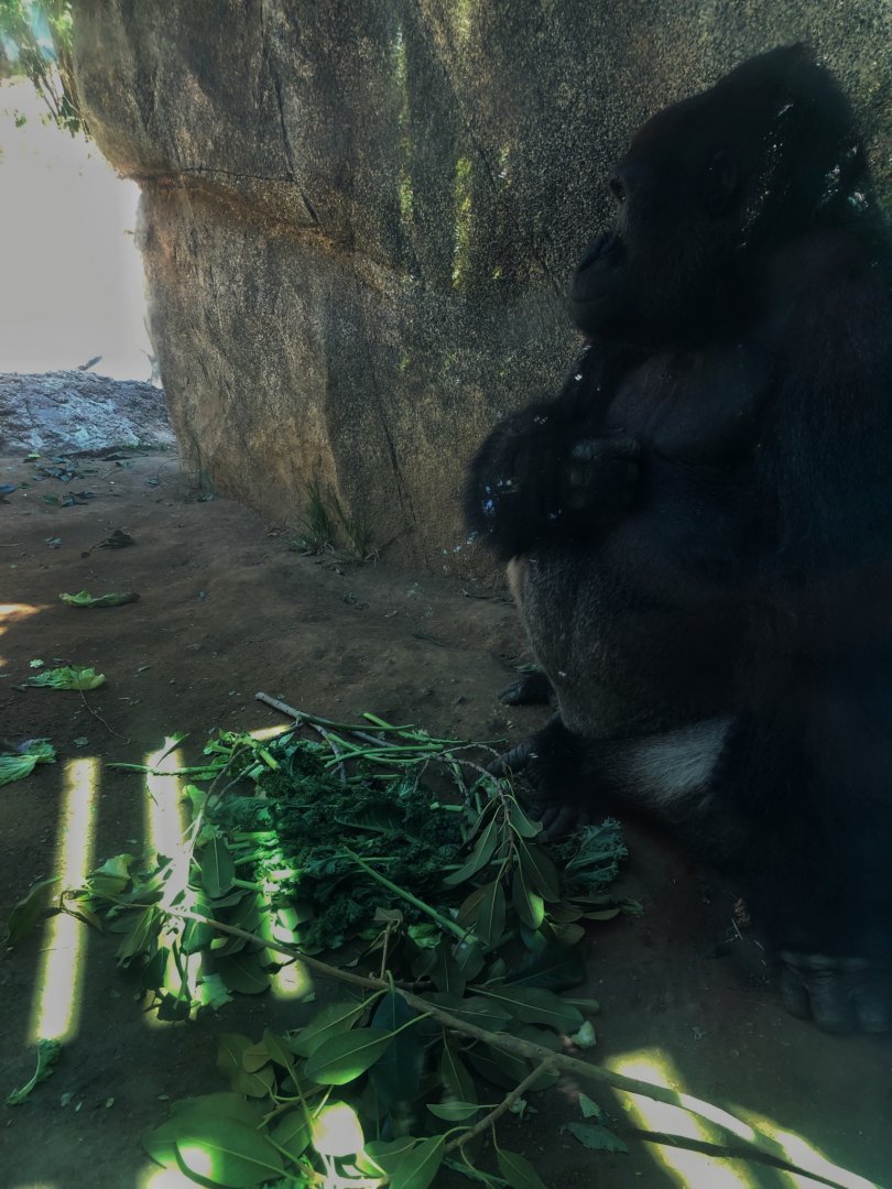 Western Lowland Gorilla