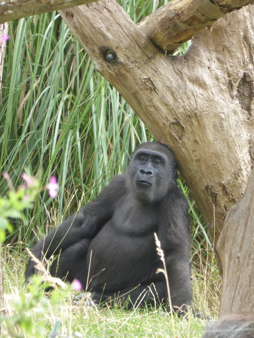 Western Lowland Gorilla